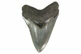 3.61" Fossil Megalodon Tooth - South Carolina - #130789-1